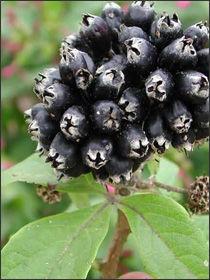 刺五加籽 刺五加籽