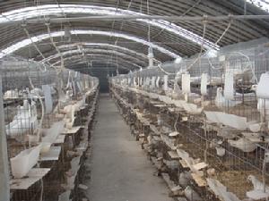 山東高翔鴿業總場 山東高翔鴿業總場