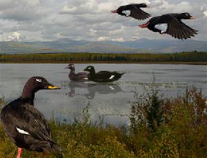 斑臉海番鴨 斑臉海番鴨