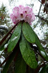 乳黃杜鵑 乳黃杜鵑