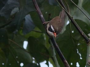 栗翅拾葉雀 栗翅拾葉雀