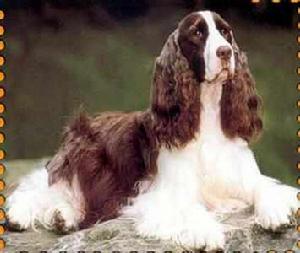 英國激飛獵犬 英國激飛獵犬