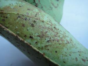 樟脊網蝽 樟脊網蝽