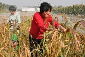 山上姜家村 山上姜家村