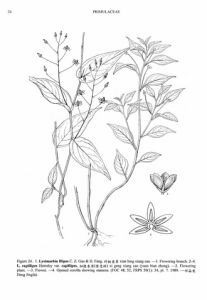 纖柄香草 纖柄香草