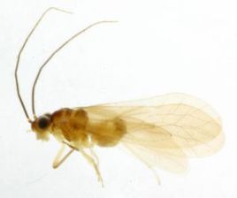 川陝無眼單齧 川陝無眼單齧