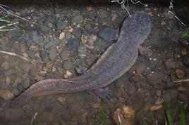 正安娃娃魚 正安娃娃魚