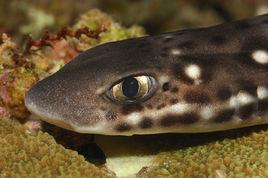 貓鯊[脊索動物門的動物]