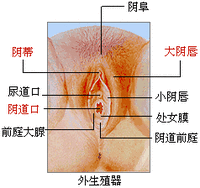 大陰唇