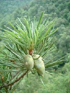 植物熊貓 植物熊貓