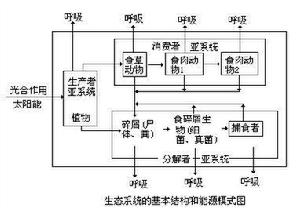 生態系統結構和能量模式圖