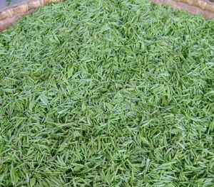 五峰毛尖 五峰毛尖