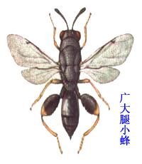 廣大腿小蜂 廣大腿小蜂