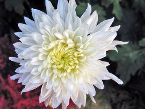 花葉芋屬 花葉芋屬