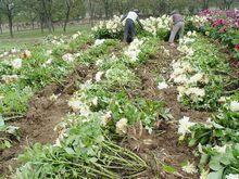 甘肅大麗花基地