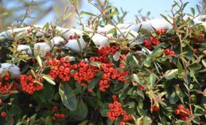 火棘葉柃 火棘葉柃