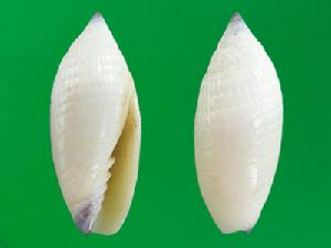 榧形筆螺 榧形筆螺