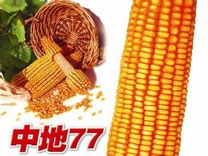 中地77號 中地77號