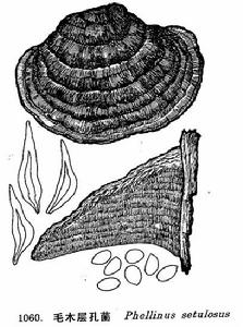 毛木層孔菌 毛木層孔菌