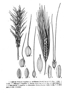 波斯小麥(變種) 波斯小麥(變種)