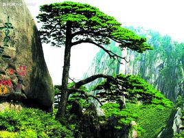 黃山迎客松[安徽黃山景區迎客松]