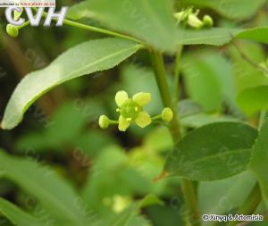 刺果衛矛 刺果衛矛