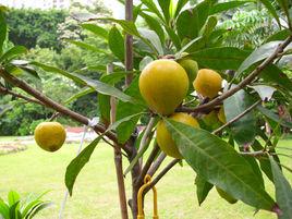 蛋黃果[柿樹目山欖科植物]