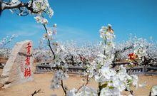 山東萊陽梨鄉風情旅遊區