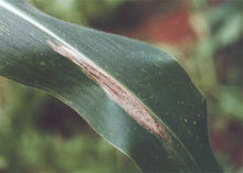 防治病害的症狀