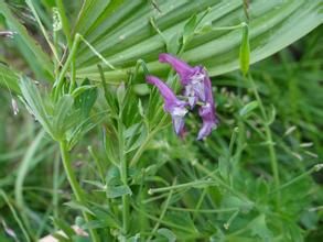 神農架紫堇 神農架紫堇