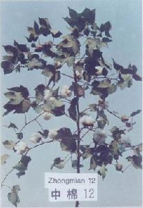 中棉所12 中棉所12