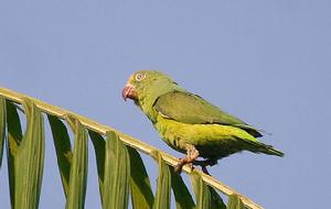 圖伊鸚哥 圖伊鸚哥