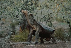 加拉帕戈斯象龜平松島亞種