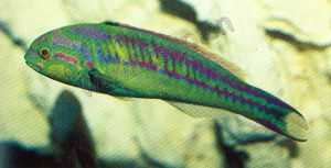 五帶錦魚 五帶錦魚