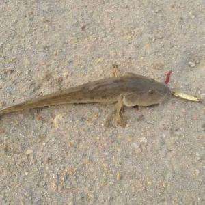 多輻海鯰 多輻海鯰