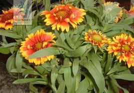 宿根天人菊 宿根天人菊