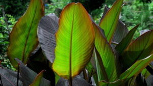 美人蕉科 美人蕉科