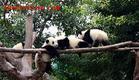 熊貓繁育基地 熊貓繁育基地