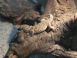 新疆沙虎 新疆沙虎