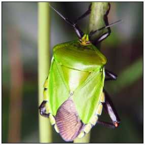 異色巨蝽 異色巨蝽