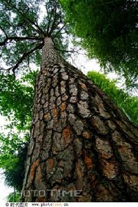（圖）威姆士松樹
