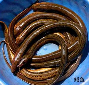 鱔魚
