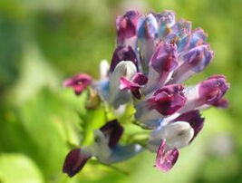 齒冠紅花紫堇