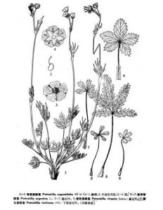 密枝委陵菜（圖8）