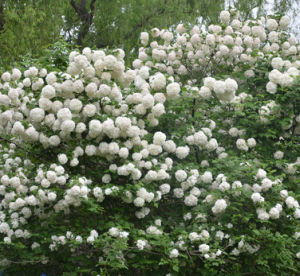 毛葉莢蒾 毛葉莢蒾