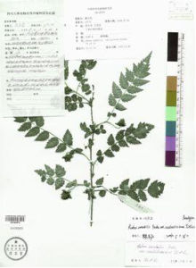 刺萼秀麗莓 刺萼秀麗莓