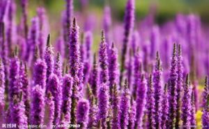 香草（薰衣草）