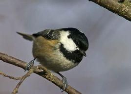 煤山雀英國亞種 煤山雀英國亞種