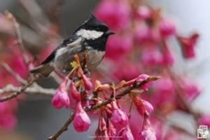 煤山雀台灣亞種 煤山雀台灣亞種