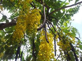 黃金急雨 黃金急雨